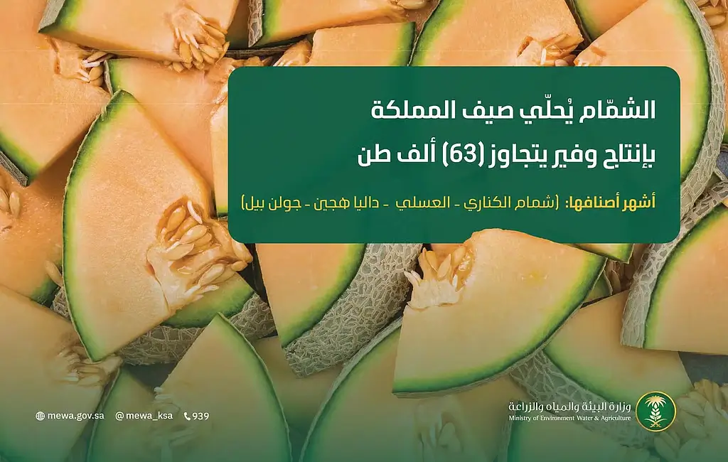 إنتاج الشمام في السعودية