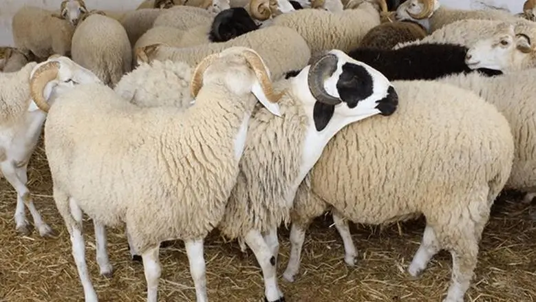 أفضل الأضاحي