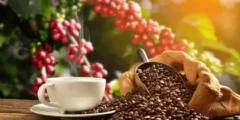 سوق القهوة في السعودية: نمو مذهل وفرص استثمارية كبيرة