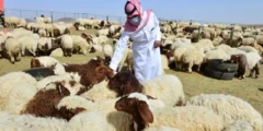 الغطاء النباتي يُطلق مبادرة لتنظيم الرعي بعدة مناطق