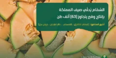 وفرة إنتاج الشمام في السعودية تصل إلى 63 ألف طن هذا الصيف